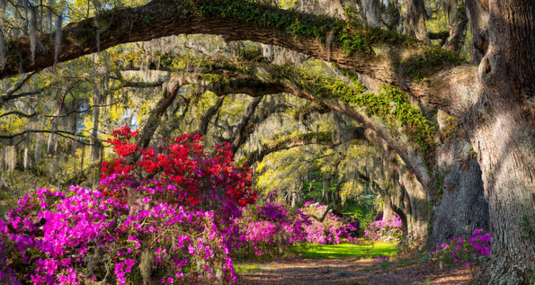 Best Things to Do in South Carolina