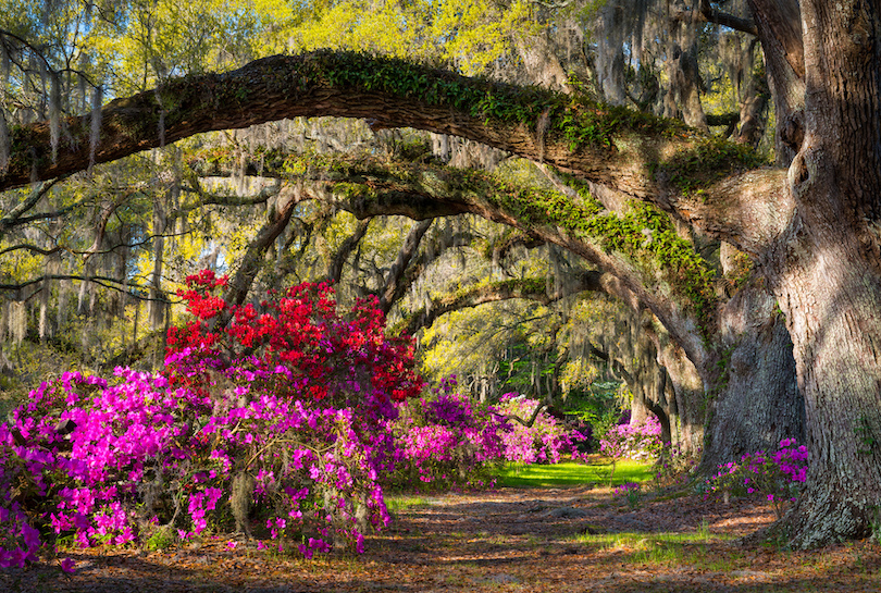 Magnolia Plantation and Gardens