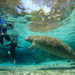 Things to do in Crystal River, Florida