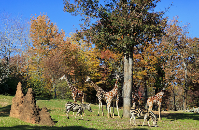 North Carolina Zoo