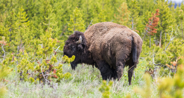 National & State Parks in Wyoming