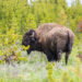 National & State Parks in Wyoming