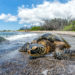 Most Amazing National Parks in Hawaii
