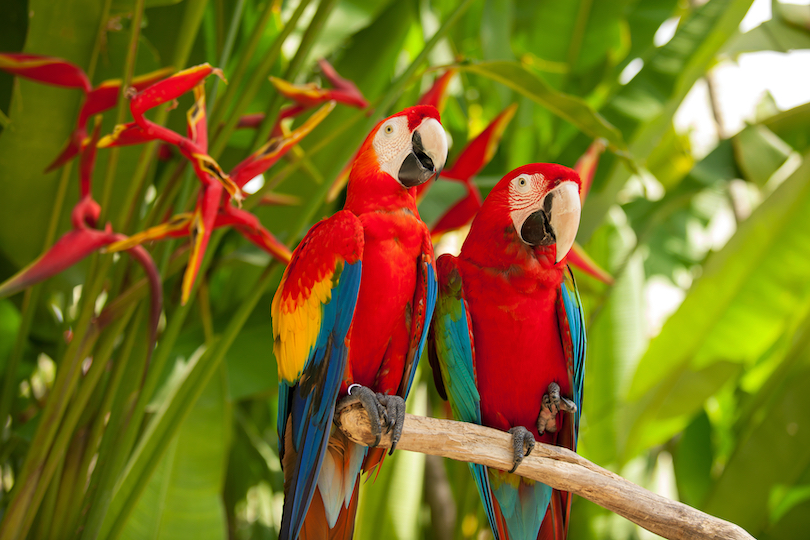Macaw Bird Park
