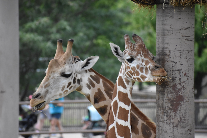 Tulsa Zoo