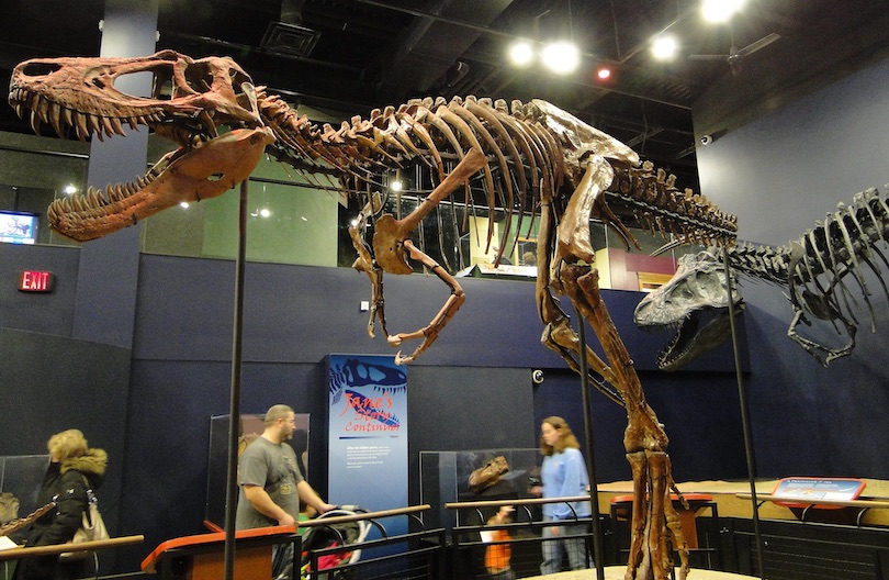 Burpee Museum of Natural History