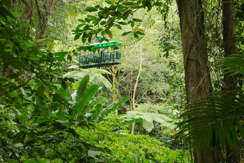 Bondes aéreos da floresta tropical