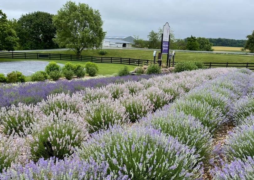 White Oak Lavender Farm