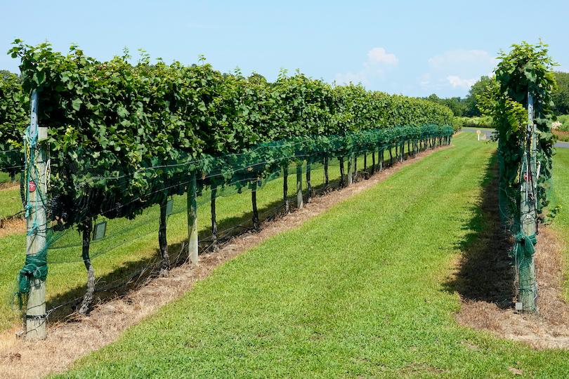 Cape May Wineries