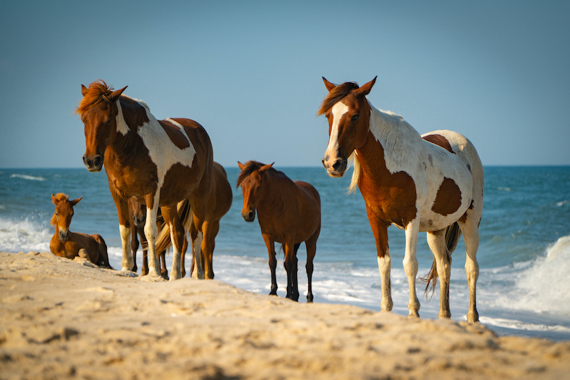 Assateague Island