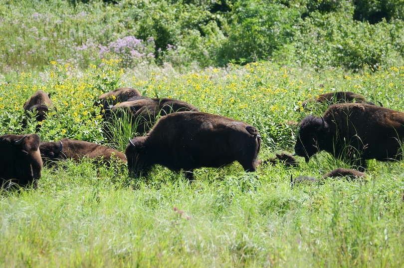 Bison Viewing at Minneopa State Park