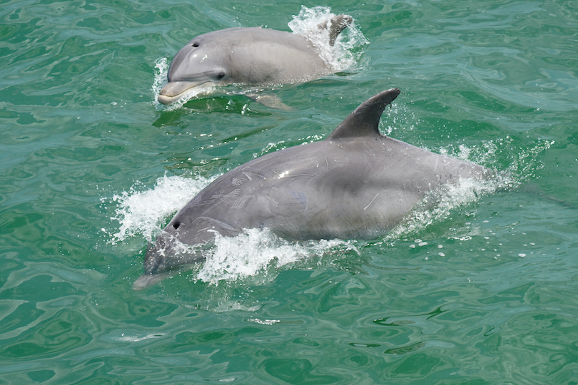 Dolphin and Whale Watching Tour