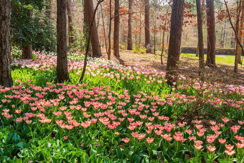 Garvan Woodland Gardens