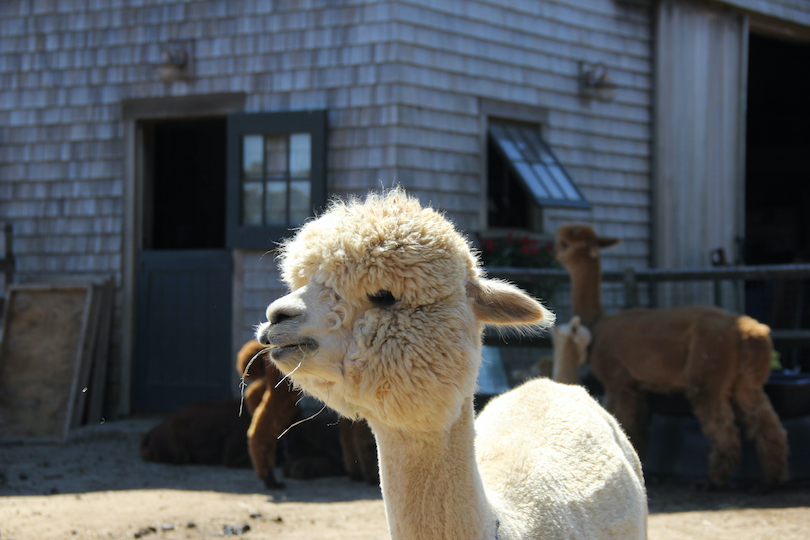 Island Alpaca Company