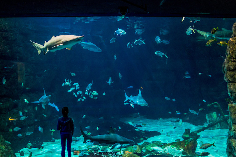 Virginia Aquarium & Marine Science Center