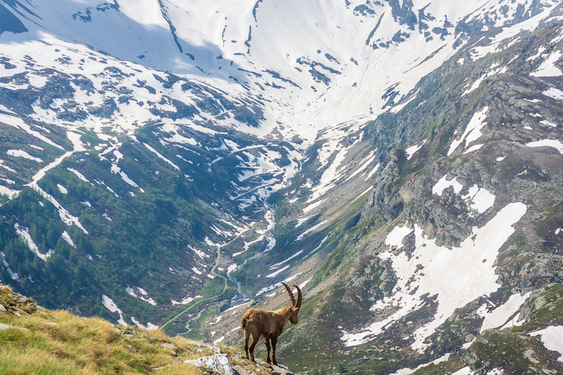 Gran Paradiso