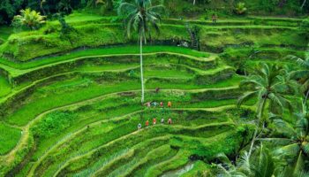 Tegalalang Rice Terrace