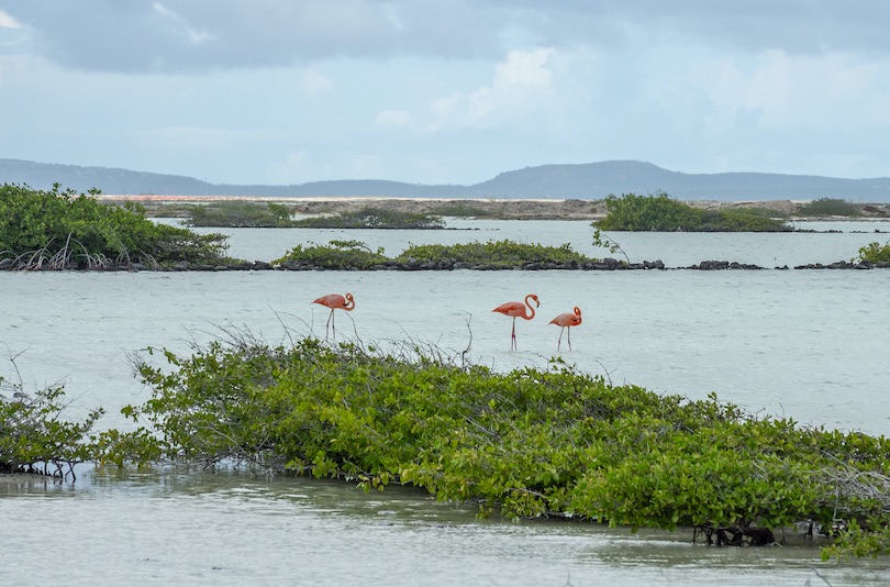 Pekelmeer Flamingo Sanctuary