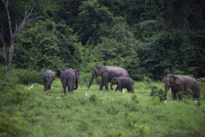 Kui Buri National Park