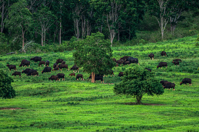 Spotting Gaur