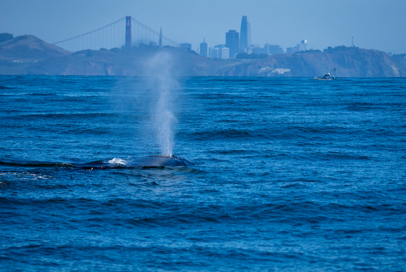 Humpback Whale