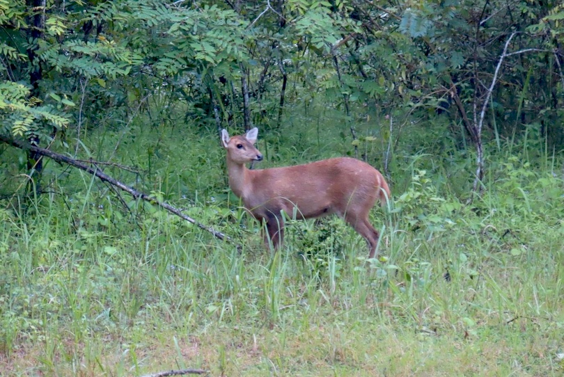 Deer
