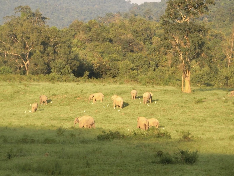 Elephants Spotted