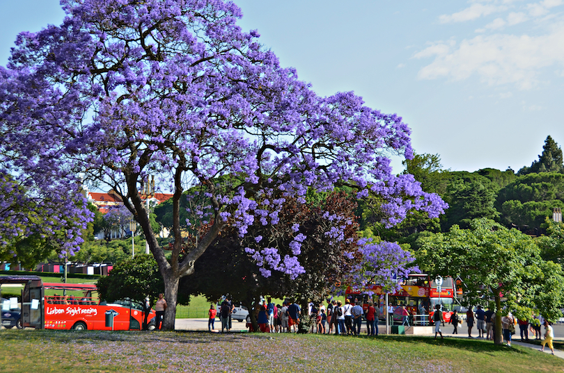 Lisbon Spring