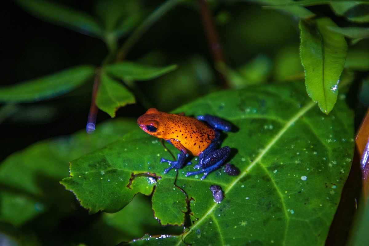Beautiful "Bluejeans" frog