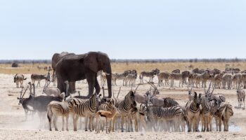 Etosha National Park