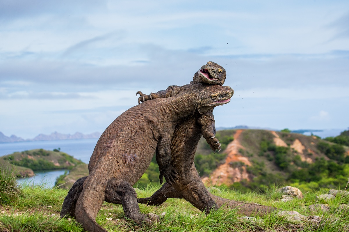 Komodo Dragons are fighting