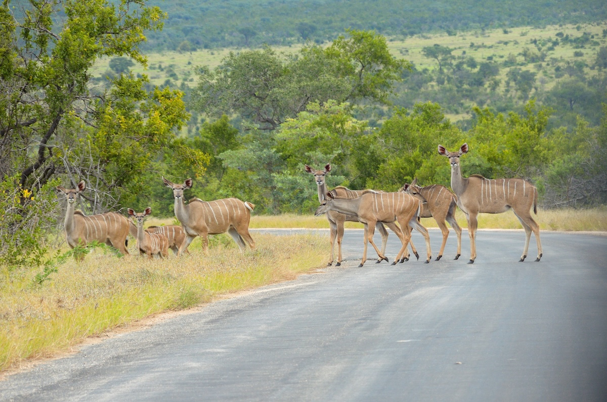 Kruger Antelopes
