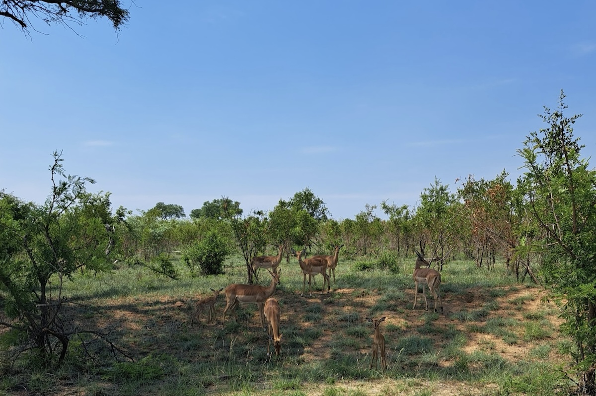 Kruger National Park