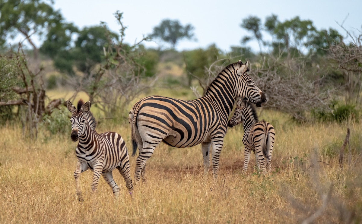 Kruger Zebra
