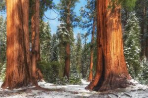 Sequoia National Park