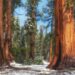 Sequoia National Park