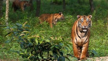 Sundarbans National Park