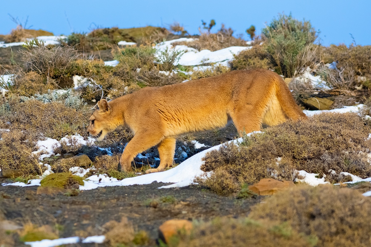 Cougar walking