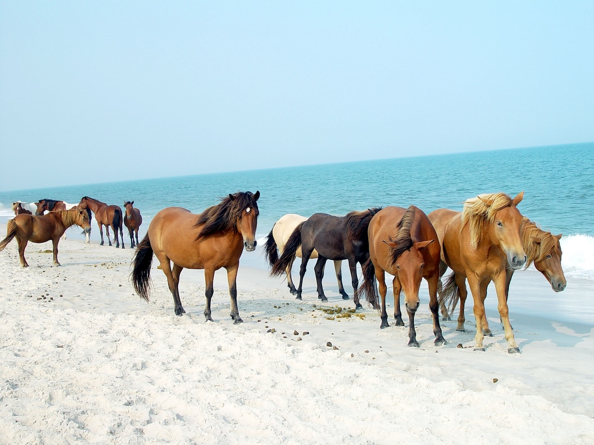 Assateague Island