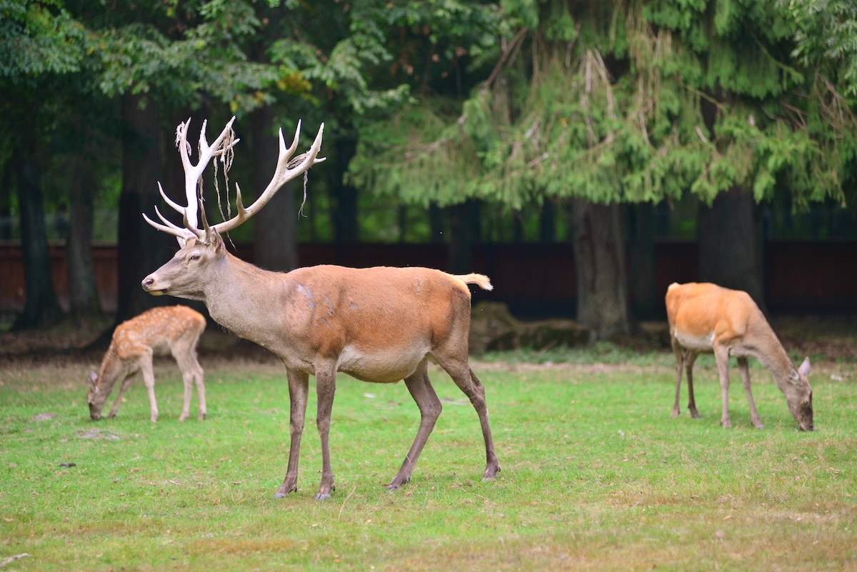 Big deer and roe deer in Bialowieza national park