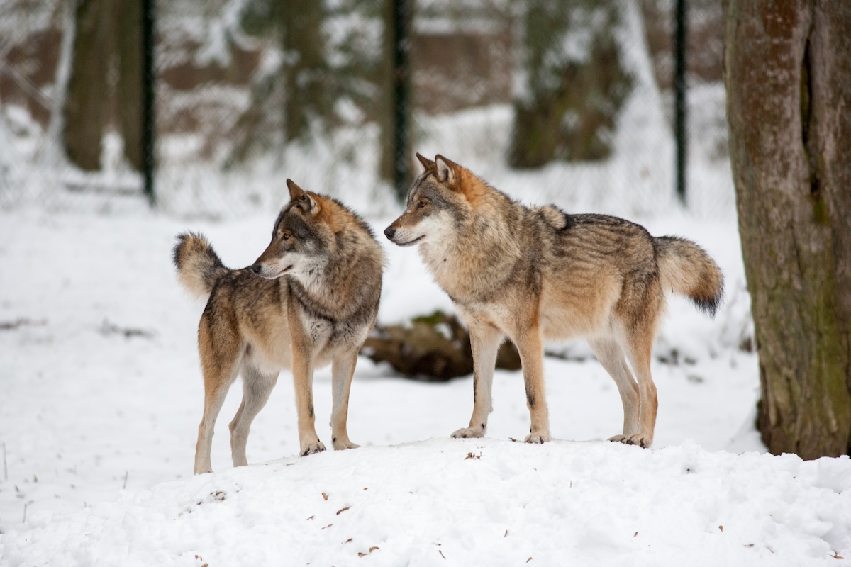 Two wolves in the Bialowieza Reserve