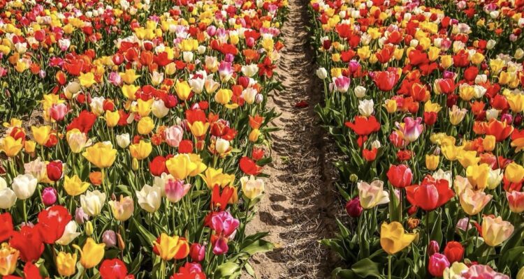 Tulip Fields