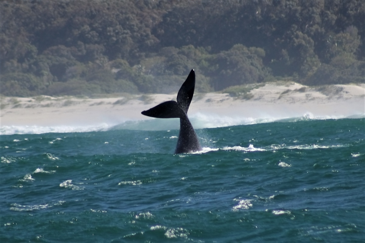 Southern right whale