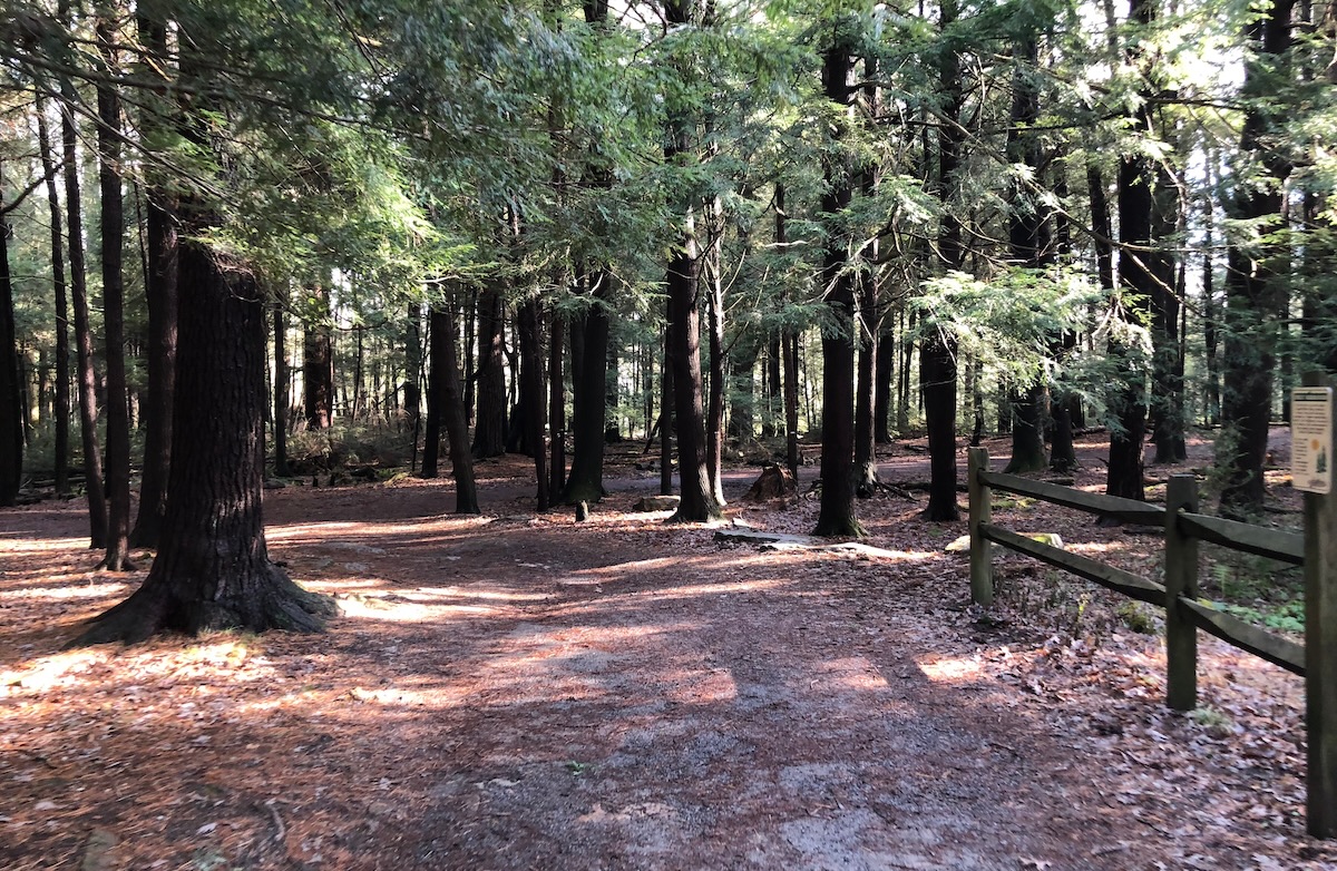 Forest