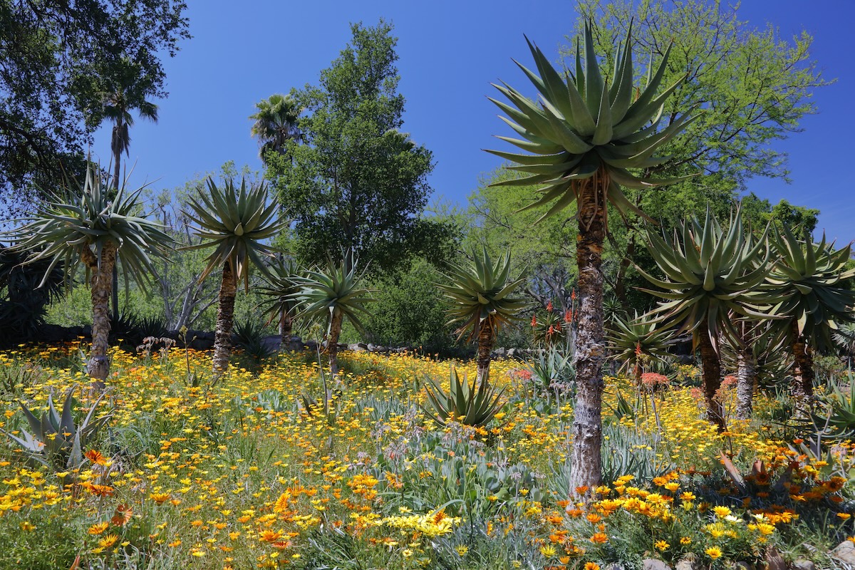 Ojai