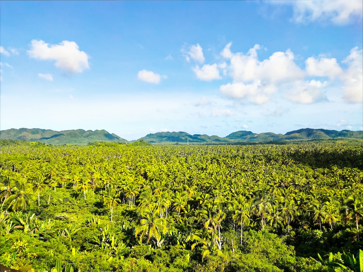 Coconut Trees View Deck