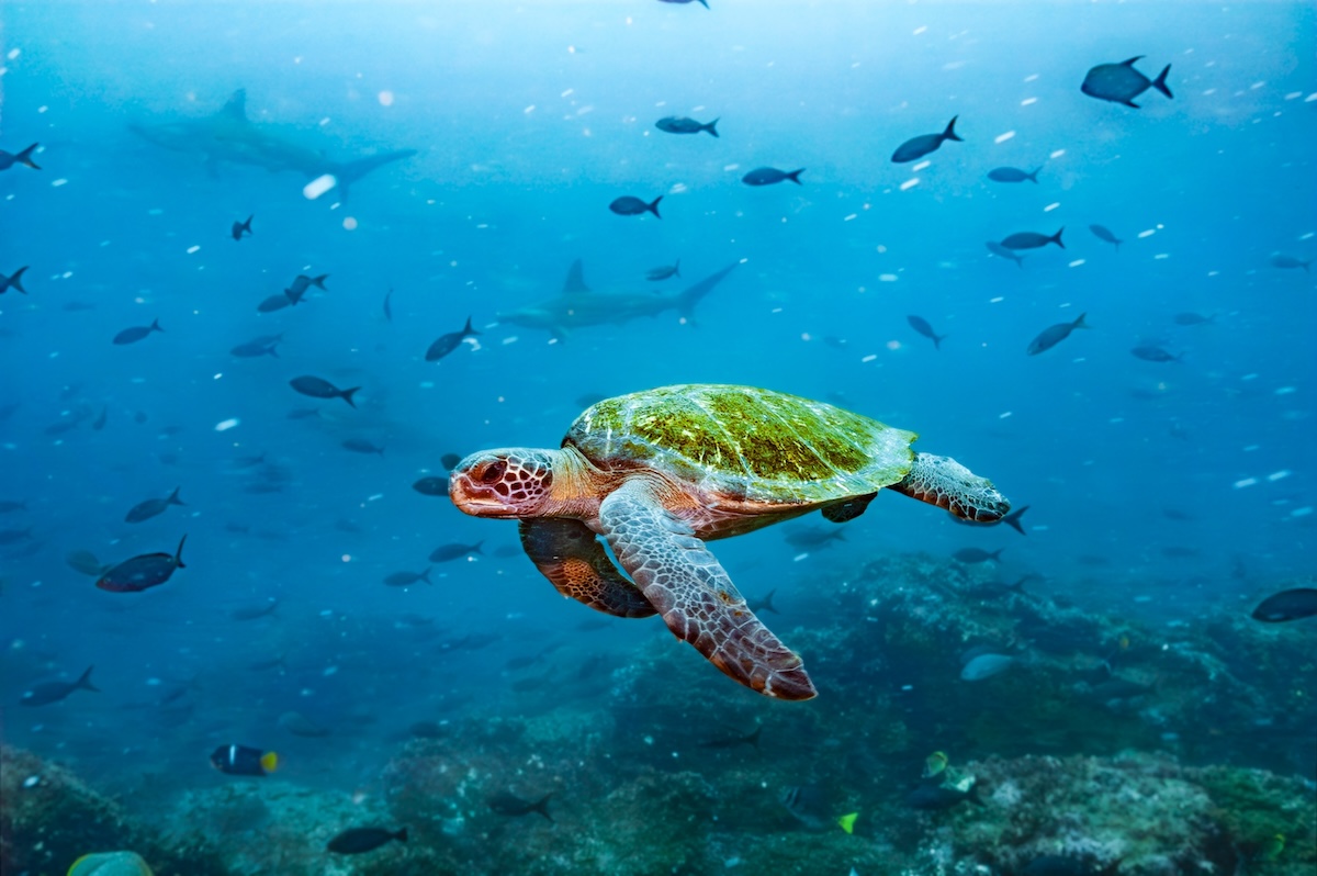 Galapagos Diving