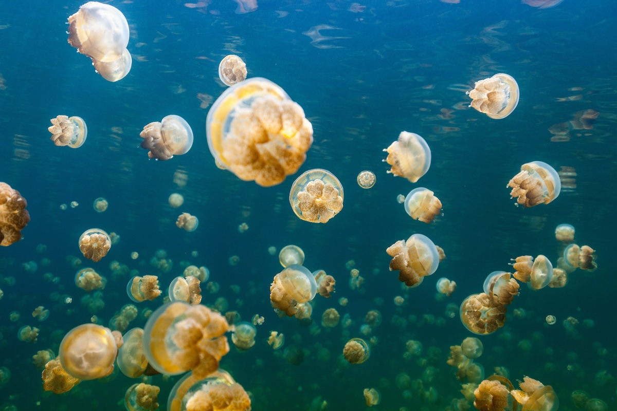 Jellyfish Lake, Palau
