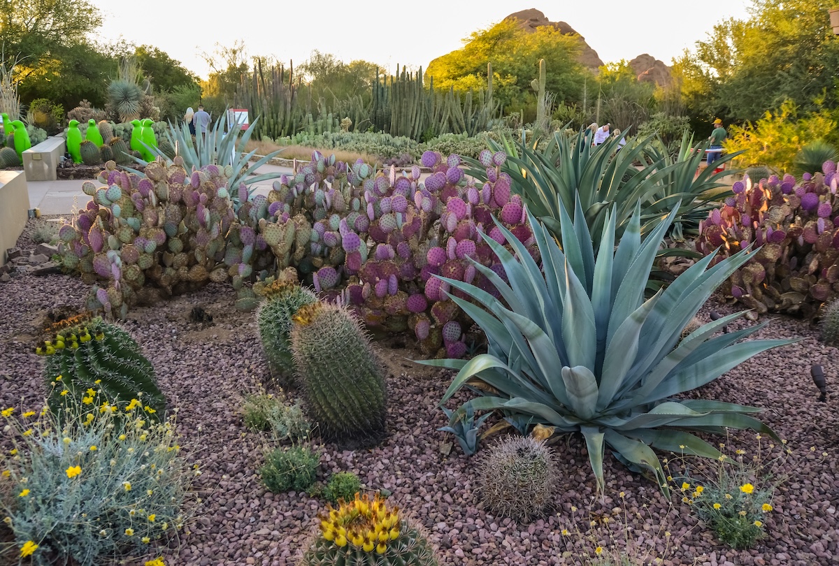 Desert Botanical Garden