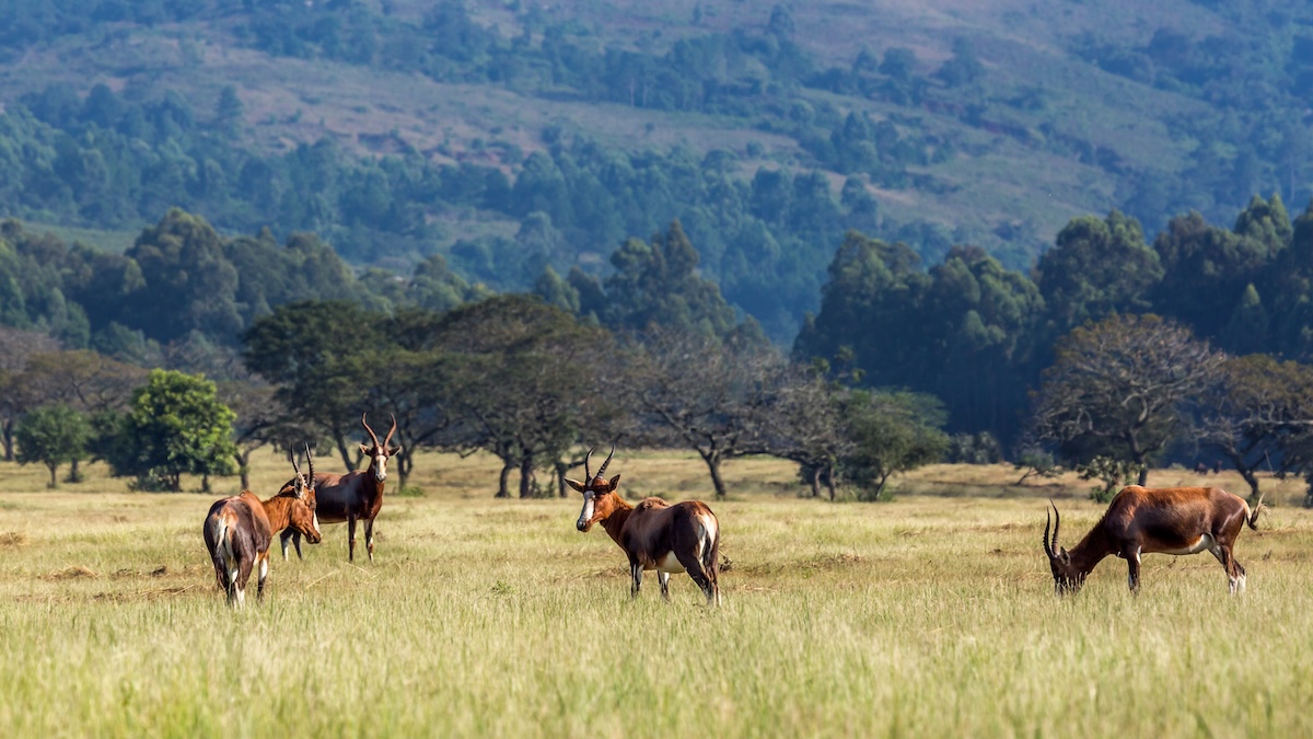 Eswatini